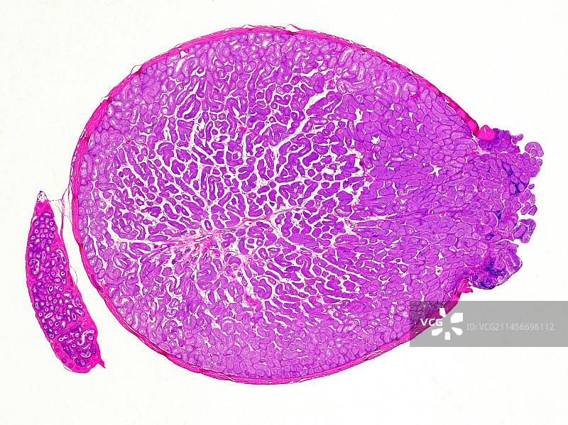 显示精子发生的睾丸显微照片图片素材