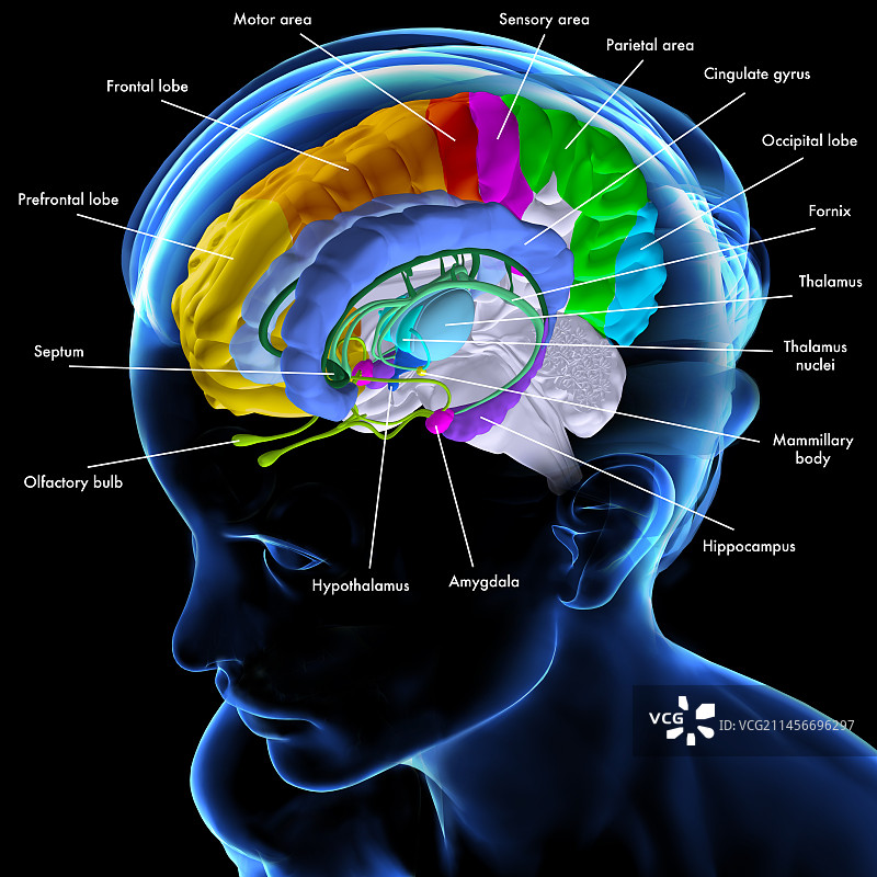 大脑解剖结构插图图片素材