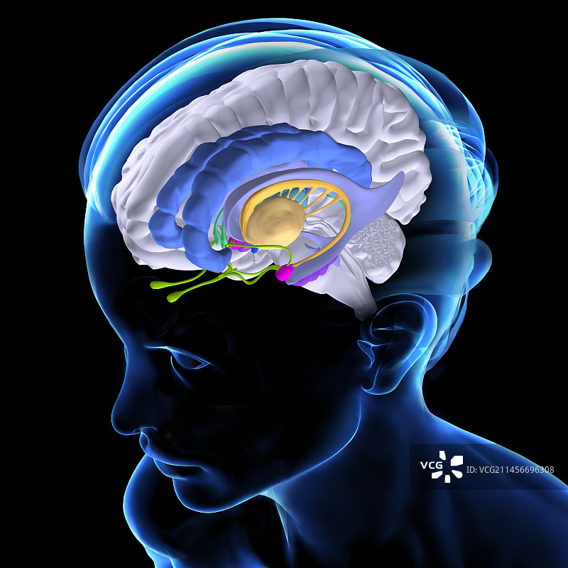 大脑解剖结构插图图片素材