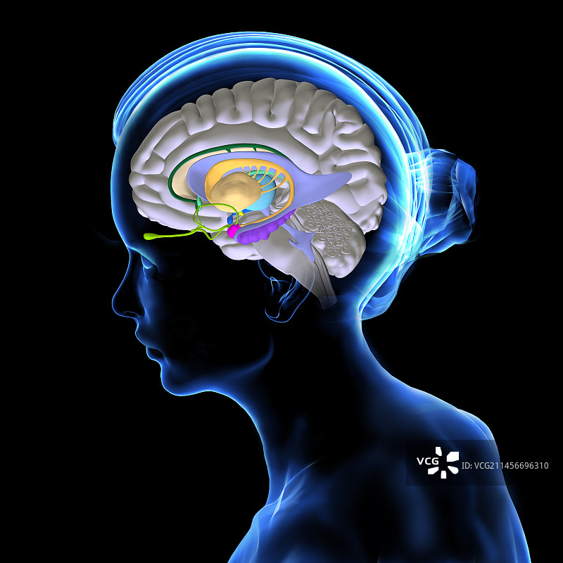 大脑解剖结构插图图片素材