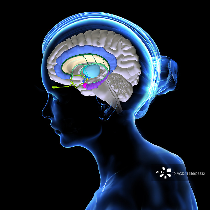 大脑解剖结构插图图片素材