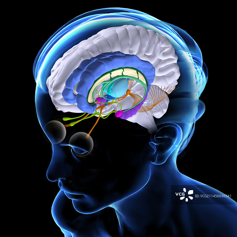 大脑解剖结构插图图片素材
