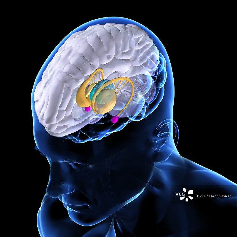 大脑解剖结构插图图片素材