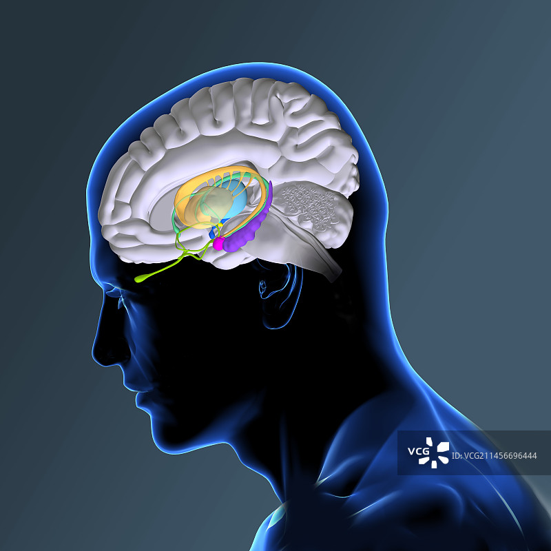 大脑解剖结构插图图片素材