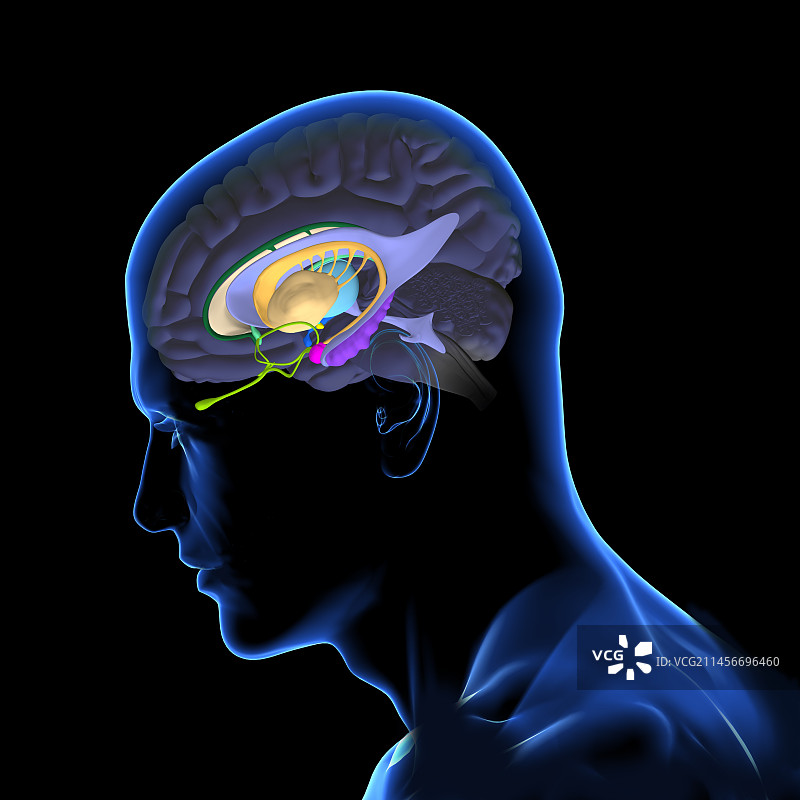 大脑解剖结构插图图片素材