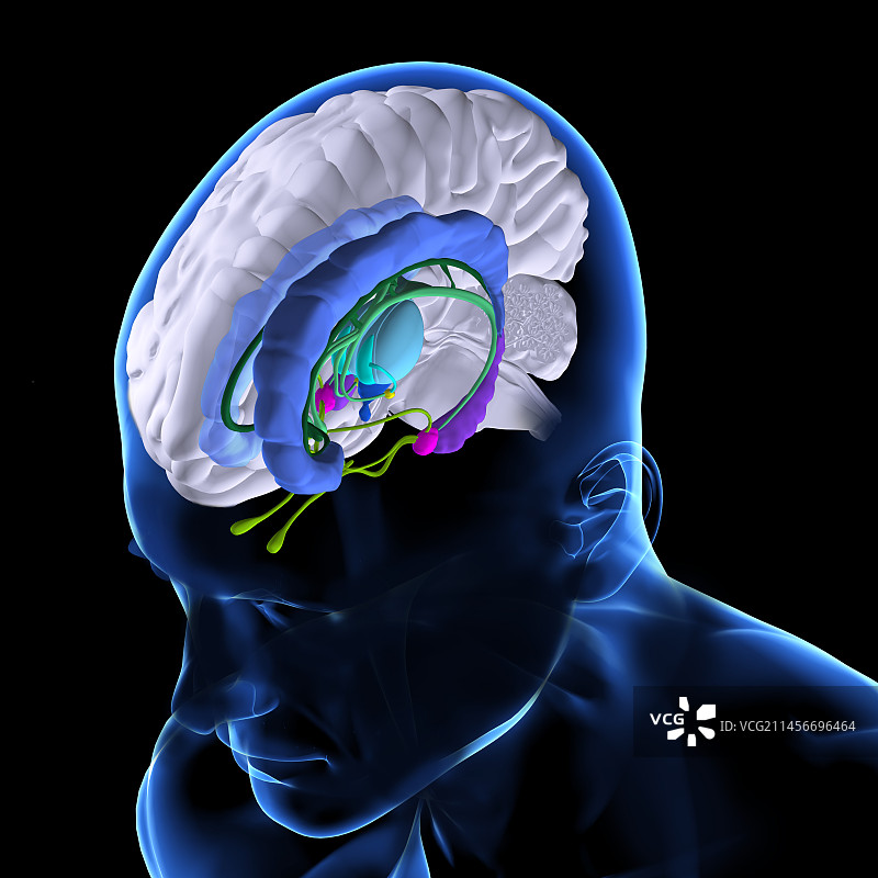 大脑解剖结构插图图片素材