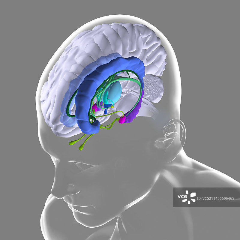 大脑解剖结构插图图片素材