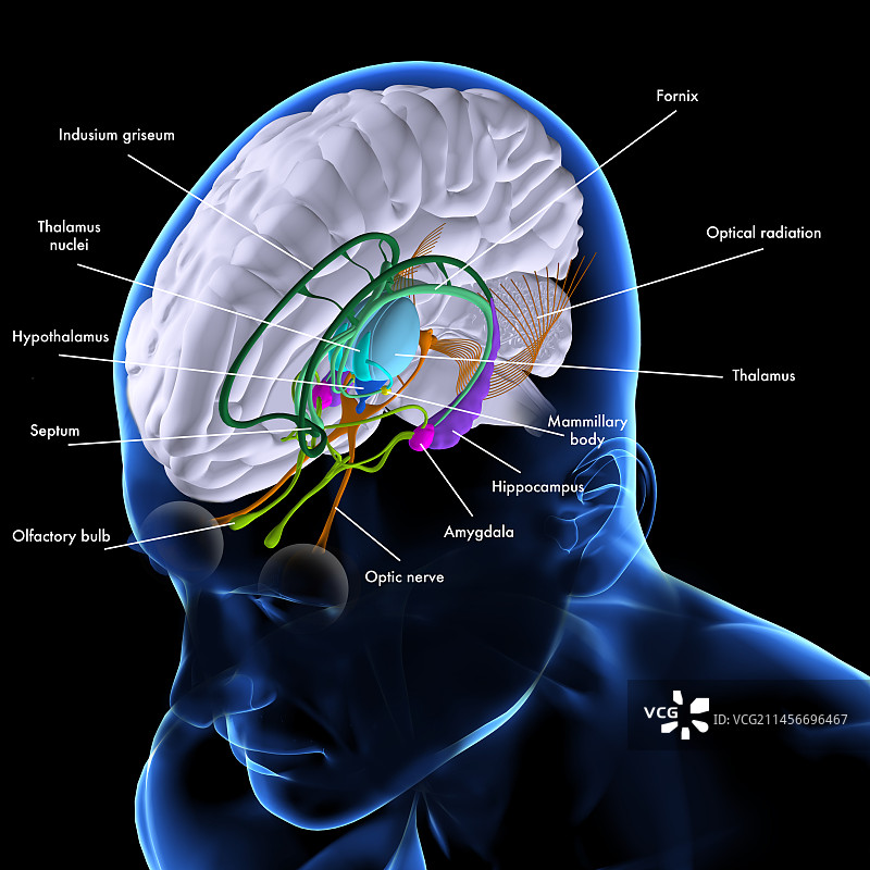 大脑解剖结构插图图片素材