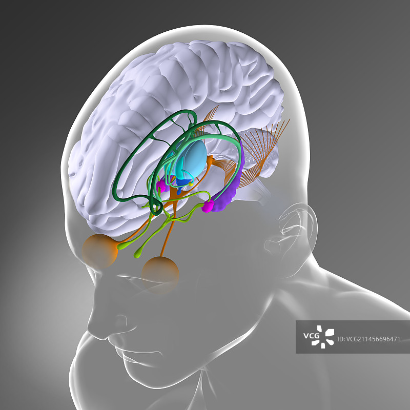 大脑解剖结构插图图片素材