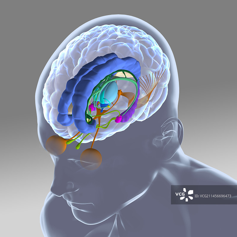 大脑解剖结构插图图片素材