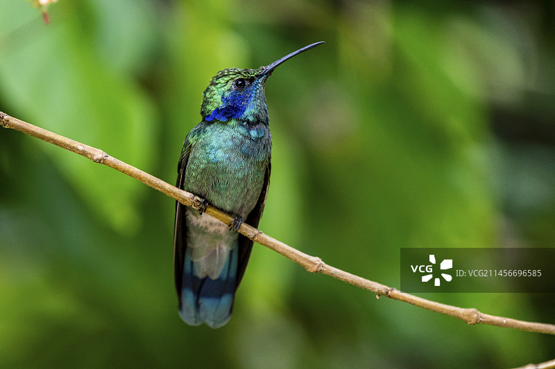 小紫耳蜂鸟图片素材