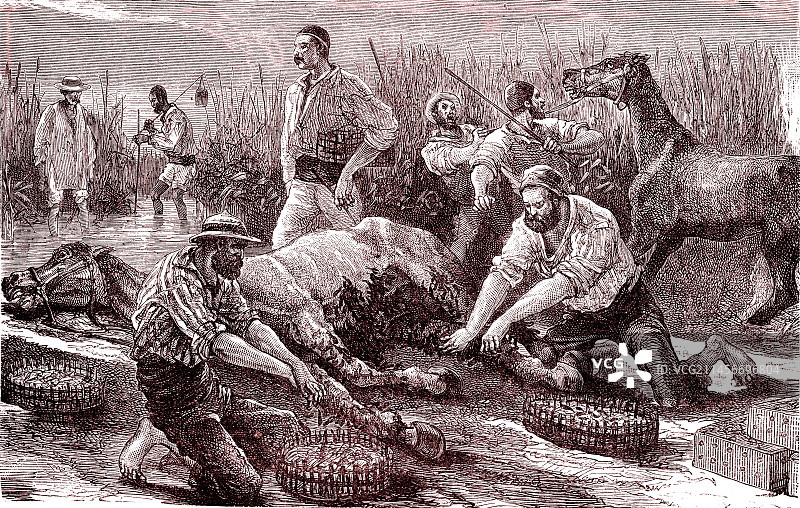 19世纪希腊的水蛭捕捞场景插画图片素材