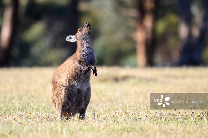袋鼠岛上的袋鼠图片素材