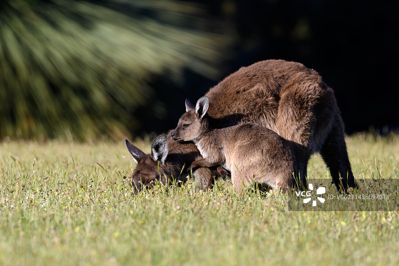 袋鼠岛袋鼠母子图片素材