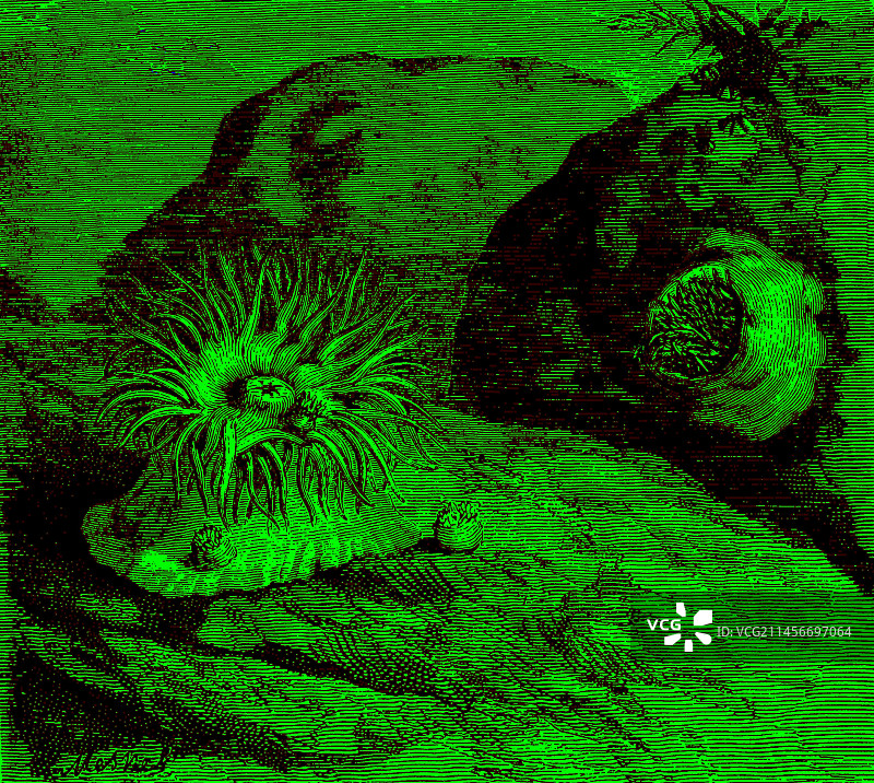 19世纪带浆果的海葵插图图片素材