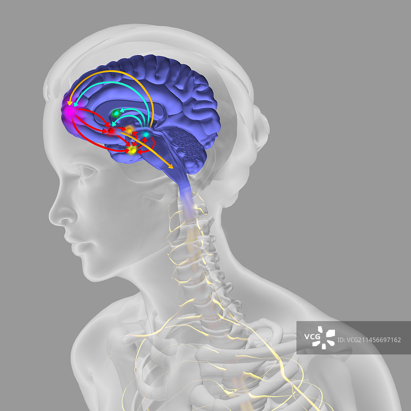 大脑奖励通路插图图片素材
