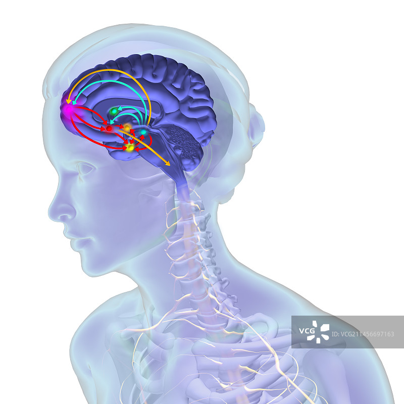大脑奖励通路插图图片素材