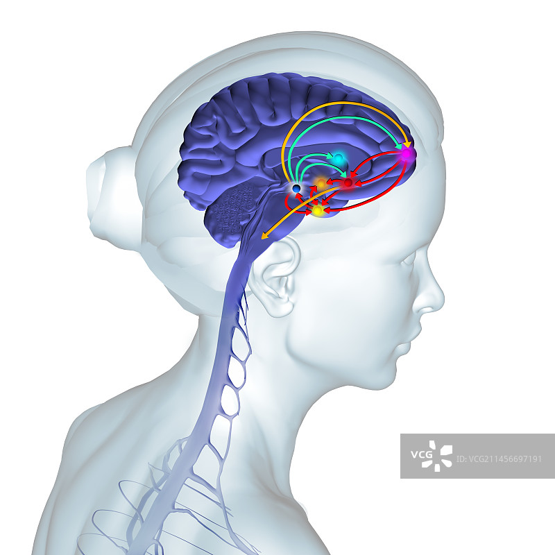 大脑奖励通路插图图片素材