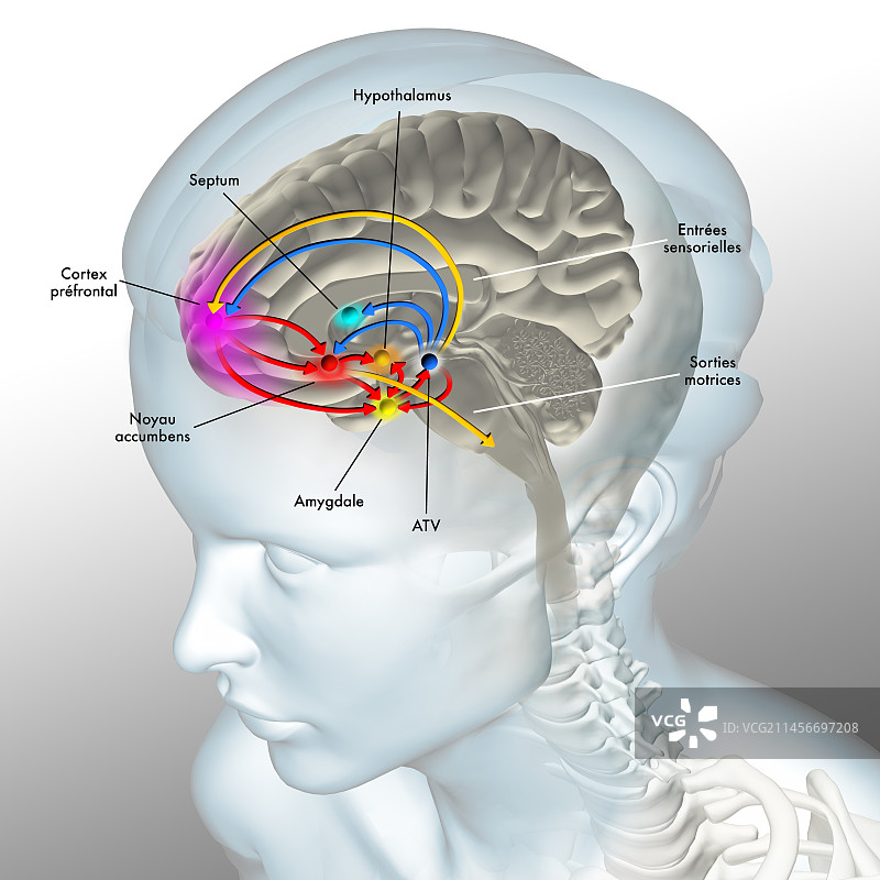 大脑奖励通路插图图片素材