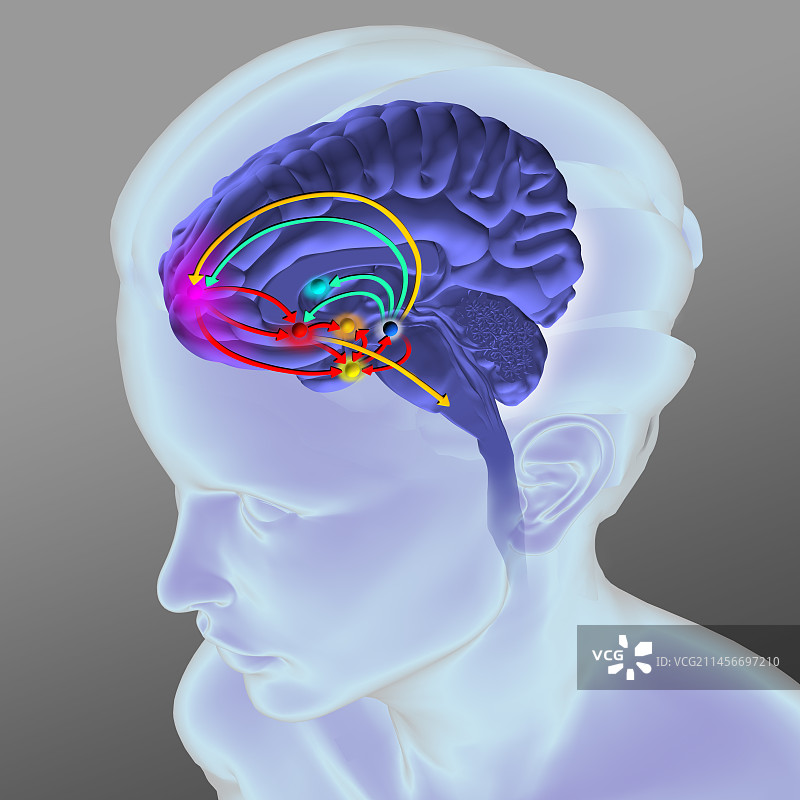 大脑奖励通路插图图片素材