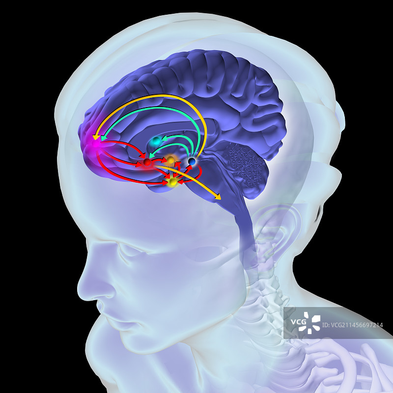大脑奖励通路插图图片素材