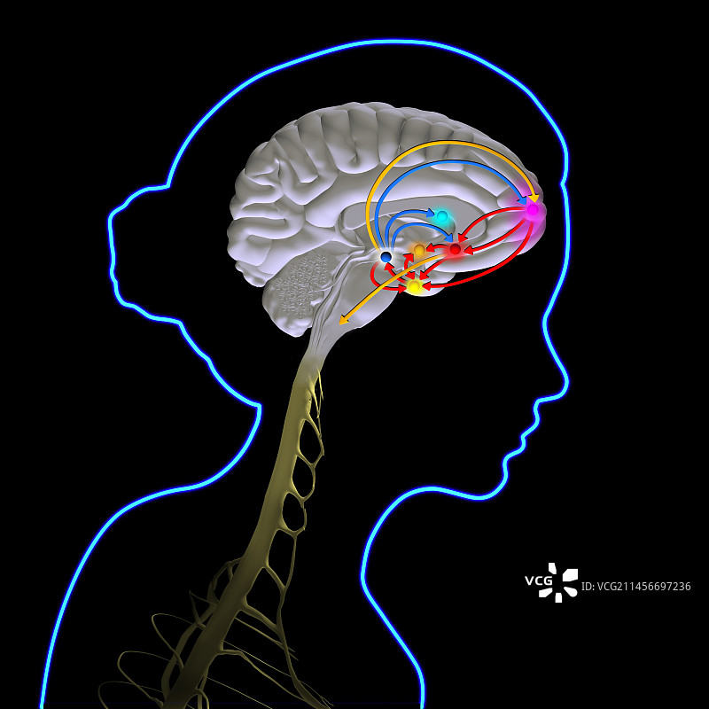 大脑奖励通路插图图片素材