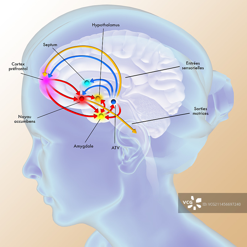 大脑奖励通路插图图片素材