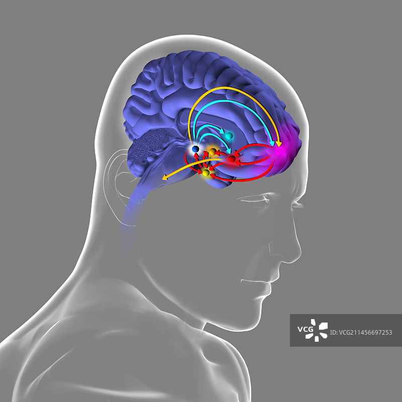 大脑奖励通路插图图片素材