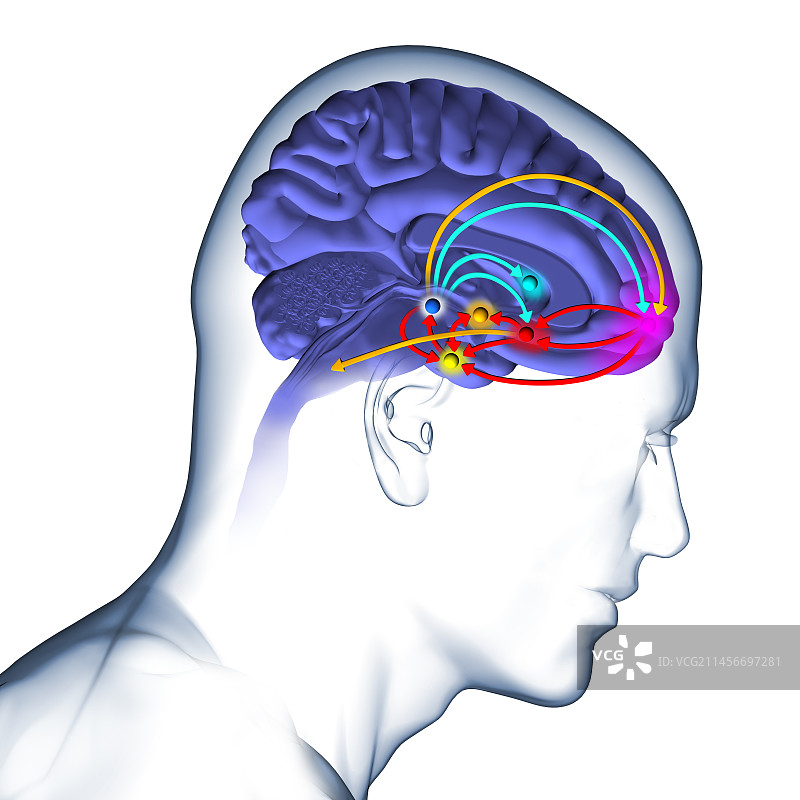 大脑奖励通路插图图片素材