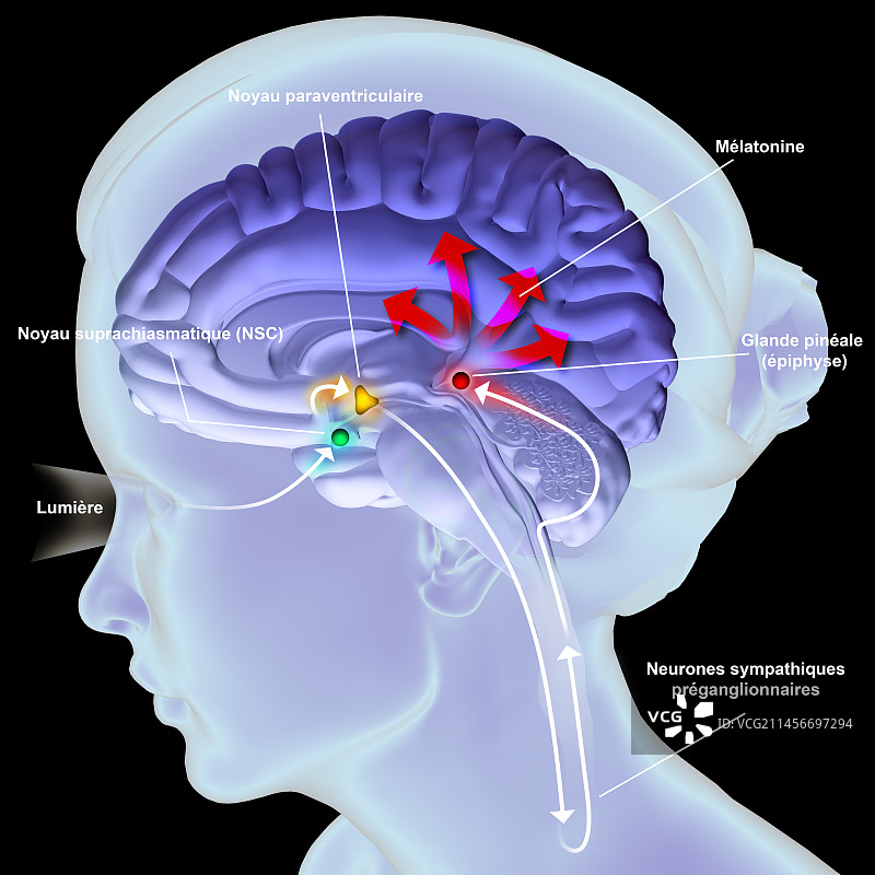 褪黑素分泌示意图图片素材