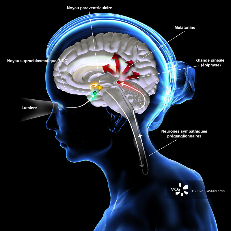 褪黑素分泌示意图图片素材