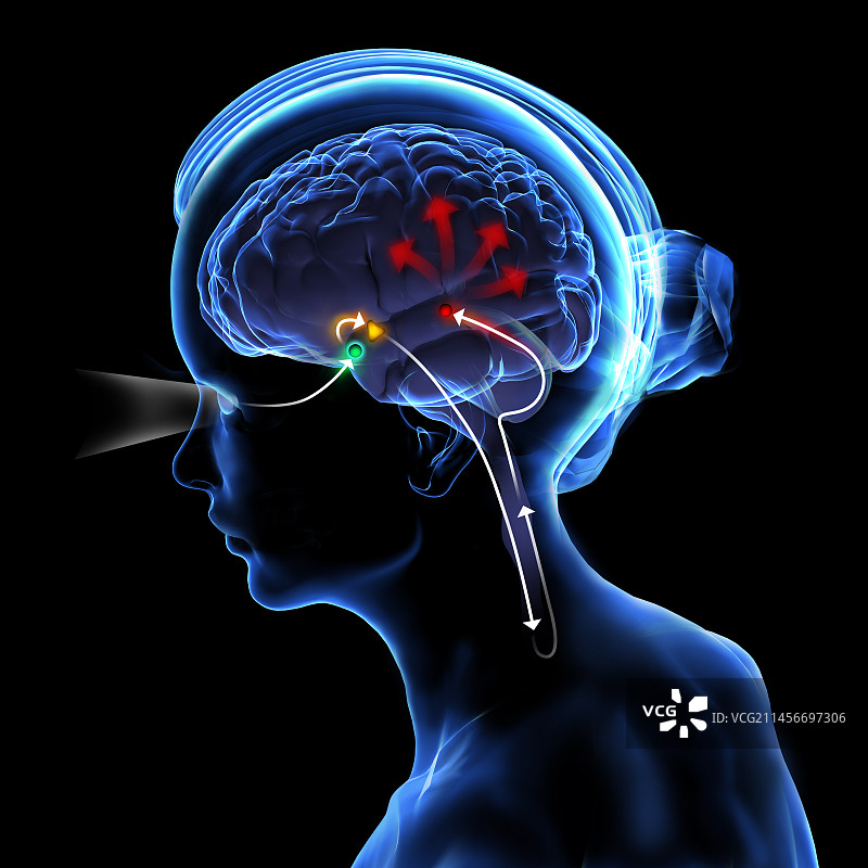 褪黑素分泌示意图图片素材