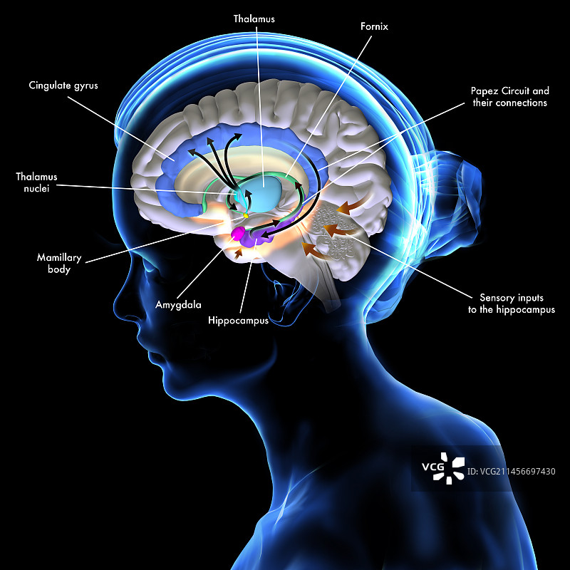佩皮兹环路示意图图片素材