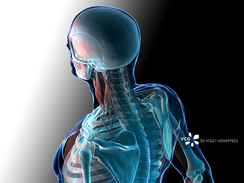 人体解剖学、插画图片素材