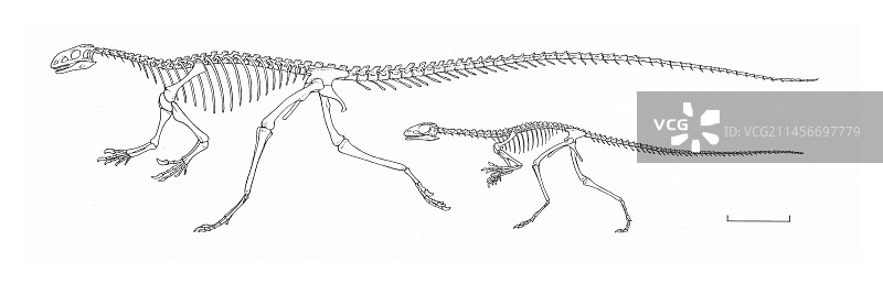 槽齿龙恐龙骨骼插图图片素材