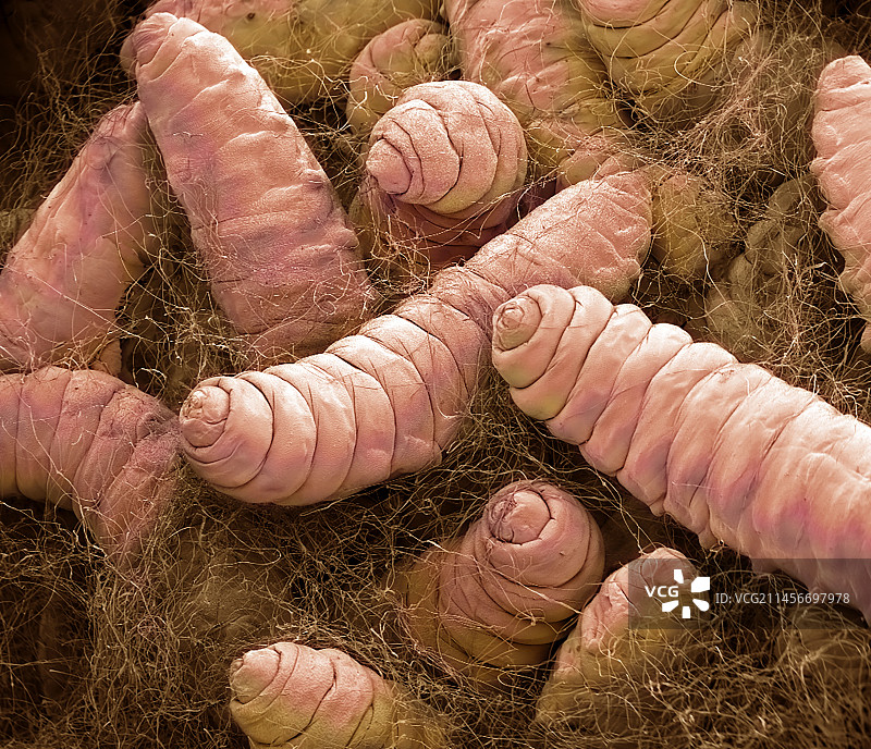 蛾幼虫，扫描电镜图片素材