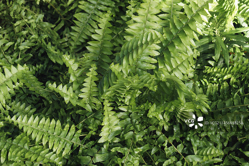剑蕨图片素材
