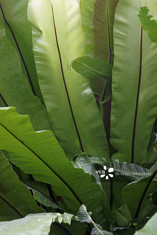 鸟巢蕨图片素材