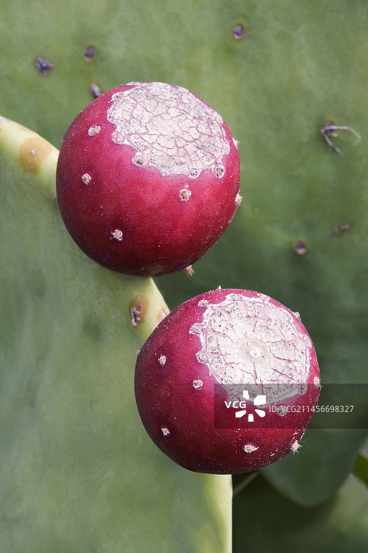 Cholia仙人掌果实图片素材