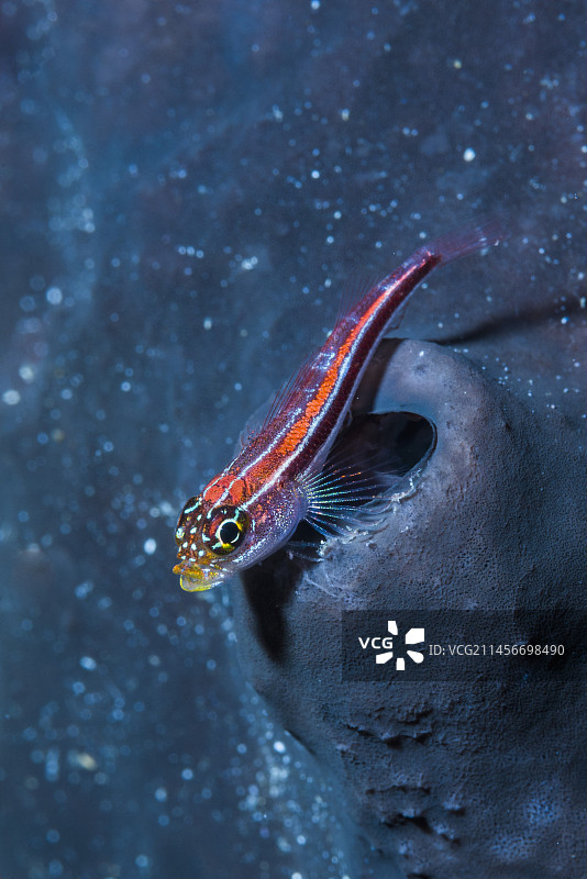 热带条纹三鳍鱼图片素材