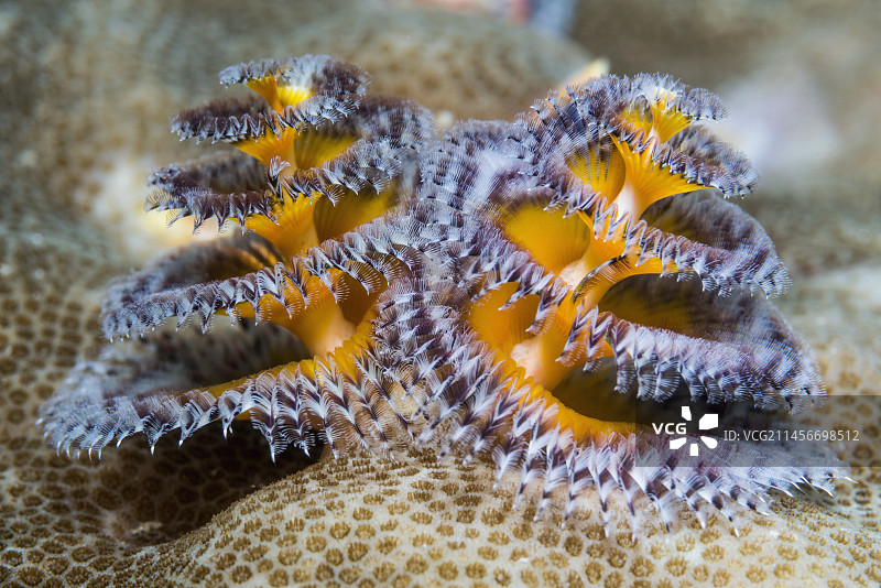 圣诞树蠕虫图片素材