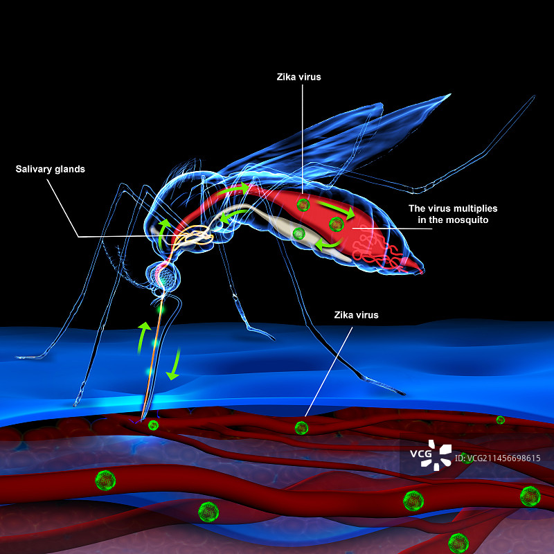 传播寨卡病毒的蚊子图片素材