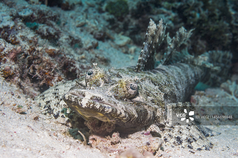 博福特的鳄鱼鱼图片素材