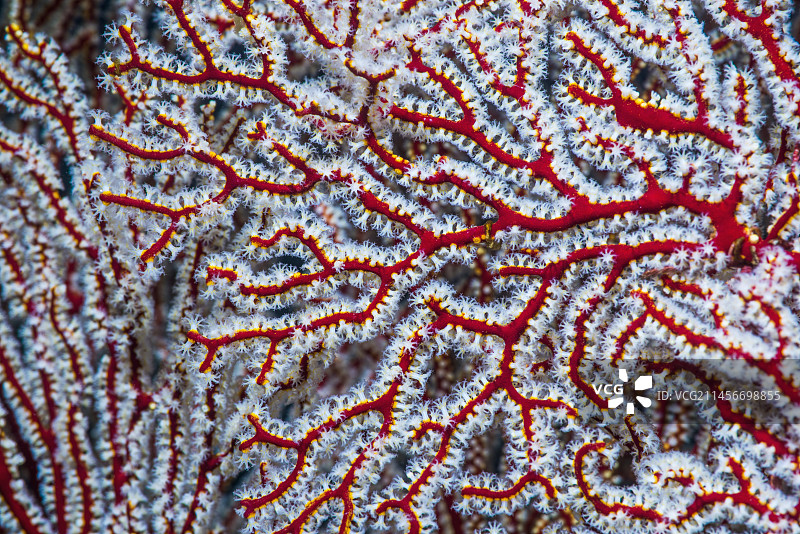柳珊瑚图片素材