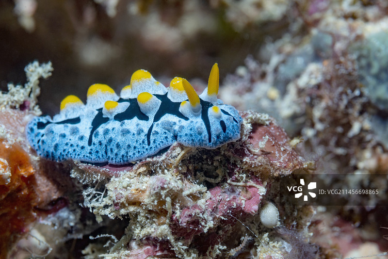 裸鳃亚目动物图片素材