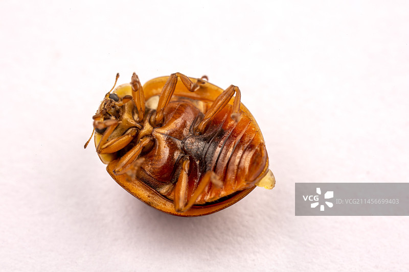 寄生在瓢虫上的黄蜂图片素材