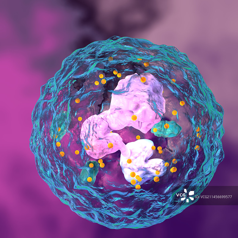 嗜中性白细胞插图图片素材