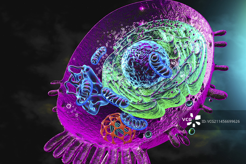 动物细胞图示图片素材