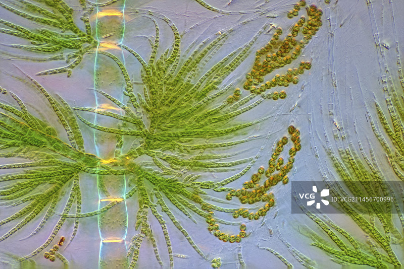 Draparnaldia绿色藻类偏振光显微照片图片素材