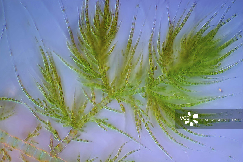 Draparnaldia绿色藻类偏振光显微照片图片素材